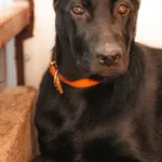 Pies do adopcji, Milanówek, 31 lipca 2026
