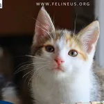 Kot do adopcji, Rzeszów, 2 sierpnia 2026