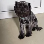 Wafel,