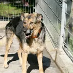 Pies do adopcji, Wałbrzych, 9 lipca 2026