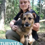 Pies do adopcji, Dąbrówka, 3 sierpnia 2026