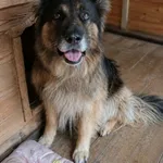 Pies do adopcji, Rytlów, 4 sierpnia 2026
