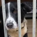 Pies do adopcji, Głowno, 4 sierpnia 2026