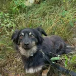 Pies do adopcji, Rytlów, 4 sierpnia 2026