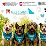 Pies do adopcji, Sosnowice, 20 września 2026