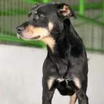 Pies do adopcji, Bydgoszcz, 3 sierpnia 2026