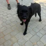 Pies do adopcji, Orzechowce, 4 sierpnia 2026