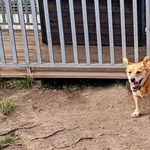 Pies do adopcji, Wałbrzych, 13 lipca 2026