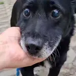 Łapek