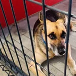 Pies do adopcji, Wałbrzych, 3 lipca 2026