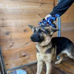 Pies do adopcji, Rytlów, 5 sierpnia 2026