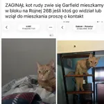 Zaginął kot, Łódź, 5 sierpnia 2026