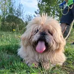 Pies do adopcji, Bełchatów, 18 lipca 2026