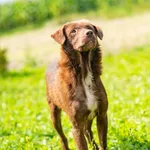Pies do adopcji, Racławice, 3 sierpnia 2026