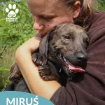 Pies do adopcji, Dąbrówka, 9 sierpnia 2026