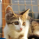 Kot do adopcji, Rzeszów, 11 sierpnia 2026
