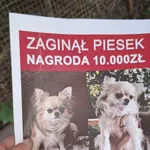 Zaginął pies, Warszawa, 12 sierpnia 2026