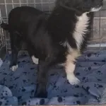 Gacuś