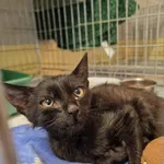 Kot do adopcji, Wrocław, 26 lipca 2026