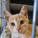 Kot do adopcji, Wrocław, 6 sierpnia 2026