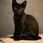 Figaro 412/2026