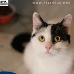 Kot do adopcji, Rzeszów, 14 sierpnia 2026