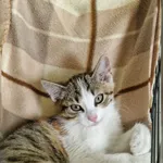 Kot do adopcji, Wrocław, 30 lipca 2026