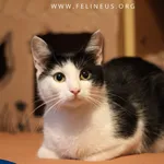 Kot do adopcji, Rzeszów, 15 sierpnia 2026