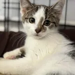 Kot do adopcji, Piła, 18 lipca 2026