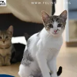 Kot do adopcji, Kielnarowa, 15 sierpnia 2026