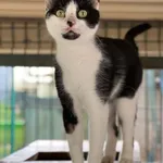 Kot do adopcji, Bydgoszcz, 14 sierpnia 2026