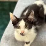 Kot do adopcji, Piła, 18 lipca 2026