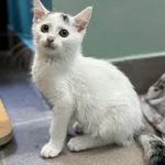 Kot do adopcji, Piła, 18 lipca 2026