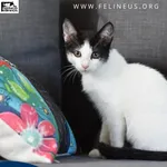 Kot do adopcji, Kielnarowa, 15 sierpnia 2026