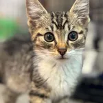 Kot do adopcji, Piła, 18 lipca 2026