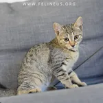 Kot do adopcji, Kielnarowa, 15 sierpnia 2026