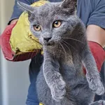 Walentina