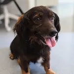 Watson