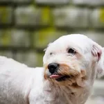 Pies do adopcji, Racławice, 11 sierpnia 2026