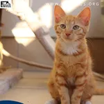 Kot do adopcji, Rzeszów, 17 sierpnia 2026