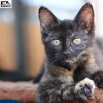 Kot do adopcji, Rzeszów, 17 sierpnia 2026