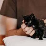 Kot do adopcji, Czartki, 17 sierpnia 2026
