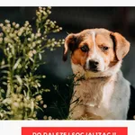 Pies do adopcji, Czartki, 19 sierpnia 2026