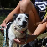 Pies do adopcji, Chełmek, 28 lipca 2026