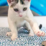 Dora