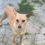 Zaginęłą suczka Sara
