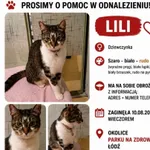 Zaginął kot, Łódź, 20 sierpnia 2026