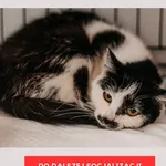 Kot do adopcji, Czartki, 21 sierpnia 2026