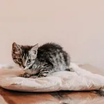 Kot do adopcji, Czartki, 21 sierpnia 2026