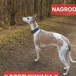 Zaginął pies, Nowa Wieś, 21 sierpnia 2026